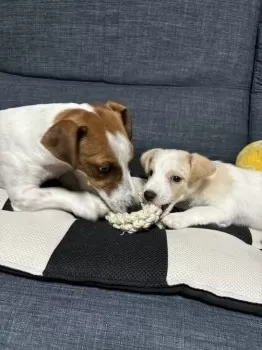 やっさん 様のお迎えした子犬