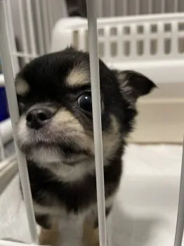 uni 様のお迎えした子犬