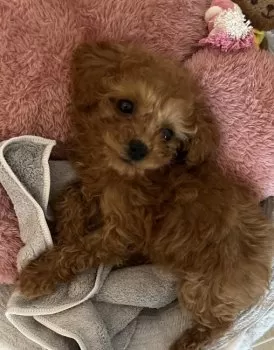 なおこ 様のお迎えした子犬