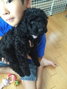 ココ's ママ 様のお迎えした子犬