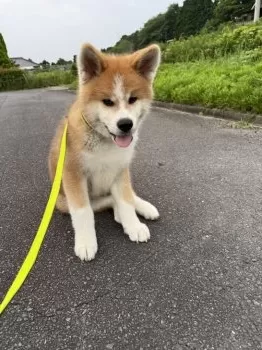 hicky2003 様のお迎えした子犬