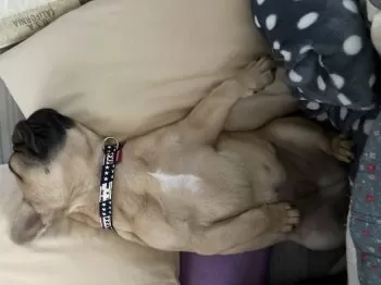 キクさん 様のお迎えした子犬