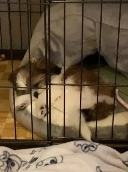 M.G 様のお迎えした子犬