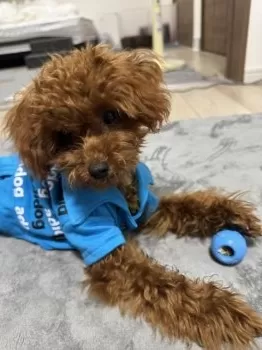 Y.A 様のお迎えした子犬