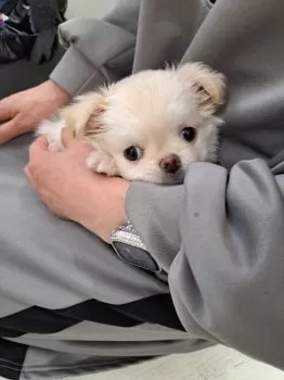 せっきー 様のお迎えした子犬