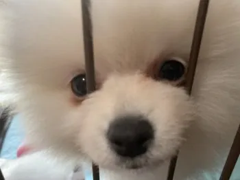 ナカタ 様のお迎えした子犬