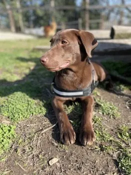isobe 様のお迎えした子犬