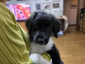 N.W 様のお迎えした子犬