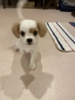 M.H 様のお迎えした子犬