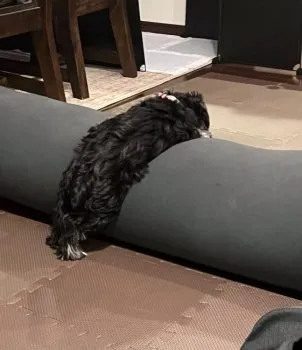 けんけん 様のお迎えした子犬