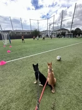 S.I 様のお迎えした子犬
