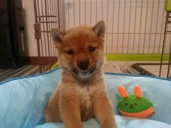 こてつ 様のお迎えした子犬