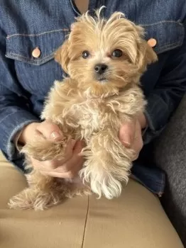 A.H 様のお迎えした子犬
