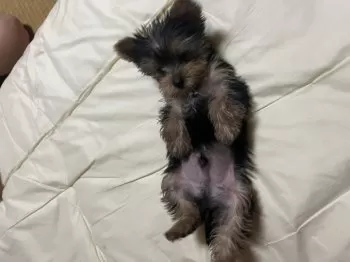 たか 様のお迎えした子犬
