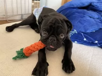 K.S 様のお迎えした子犬