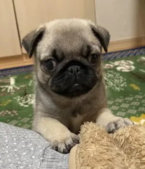 あいあい 様のお迎えした子犬