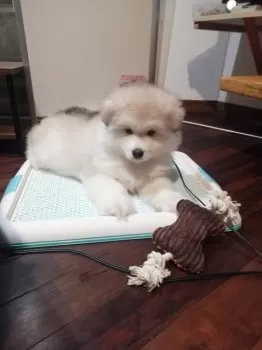 T.M 様のお迎えした子犬