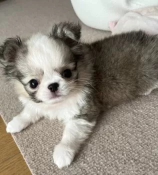 M.H 様のお迎えした子犬