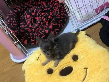 ai 様のお迎えした子犬