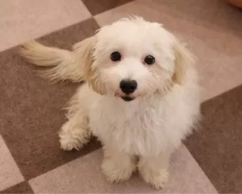 もずく 様のお迎えした子犬