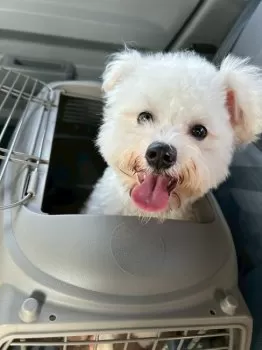 K.T 様のお迎えした子犬