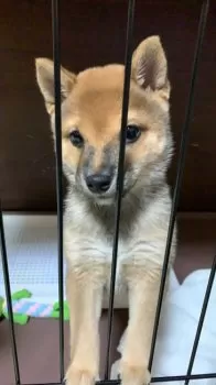 くうと 様のお迎えした子犬