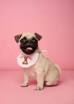 はむちゃん 様のお迎えした子犬