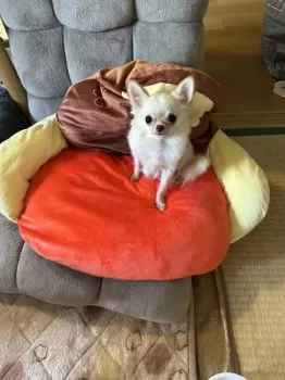 T.S 様のお迎えした子犬
