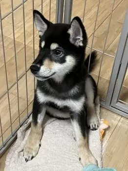 たけのこ 様のお迎えした子犬