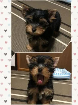 Jun 様のお迎えした子犬