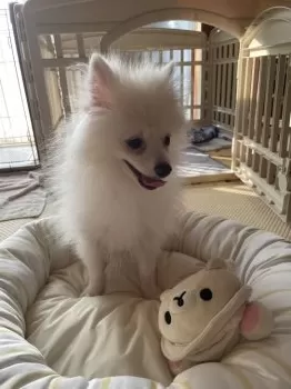 T.U 様のお迎えした子犬