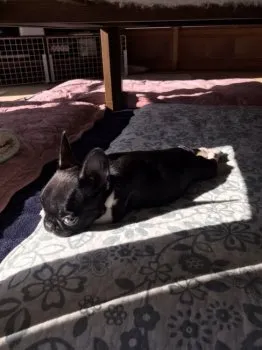 Y.O 様のお迎えした子犬