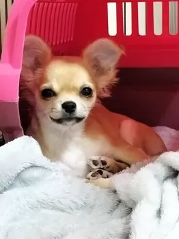 C.H 様のお迎えした子犬