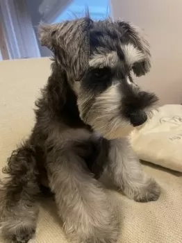 みゆ 様のお迎えした子犬