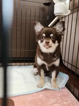 TKW 様のお迎えした子犬
