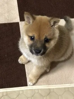M.N 様のお迎えした子犬