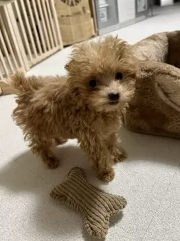 ビーナ 様のお迎えした子犬