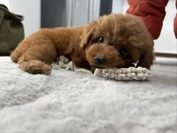 あんず 様のお迎えした子犬