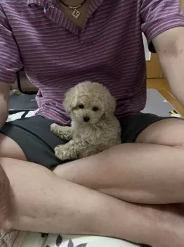 ruu 様のお迎えした子犬