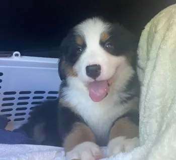 むぎチャンママ 様のお迎えした子犬