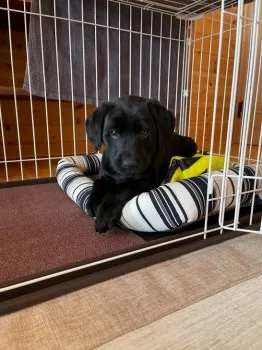 K.H 様のお迎えした子犬