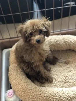 T 様のお迎えした子犬