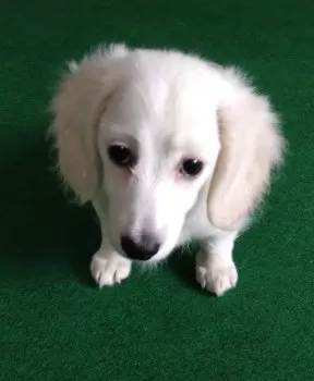 H.O 様のお迎えした子犬