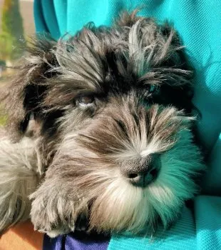 M.K 様のお迎えした子犬