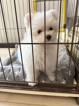 M.K 様のお迎えした子犬