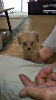 ピースPAPA 様のお迎えした子犬