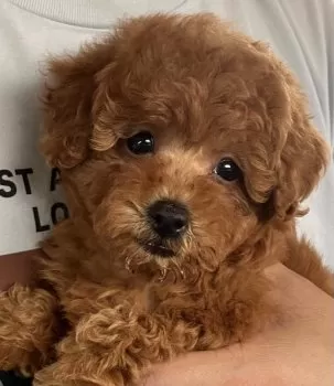 S.K 様のお迎えした子犬