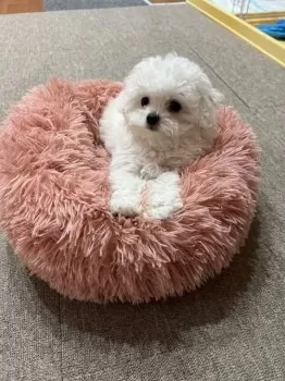 みーこ 様のお迎えした子犬