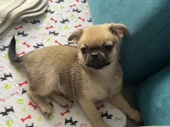 E.T 様のお迎えした子犬