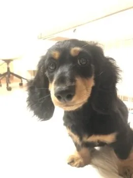 くるくる 様のお迎えした子犬